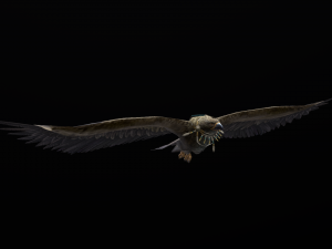 Low-poly animated eagle with necklace 3D 모델