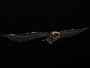 Low-poly animated eagle with necklace 3D Model