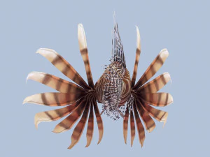 Animated lionfish 3D Model