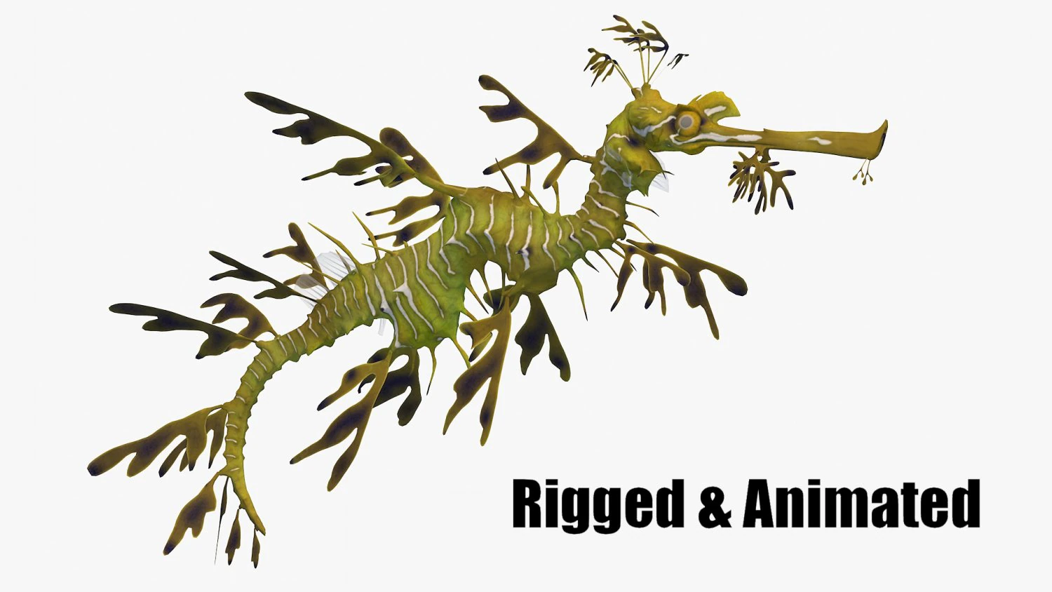 Leafy seadragon 3D Model .c4d .max .obj .3ds .fbx .stl .blend 