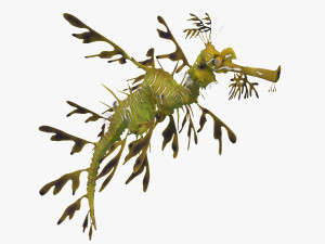 Leafy seadragon 3D Модель