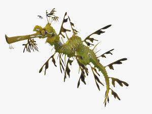 Leafy seadragon 3D Модель