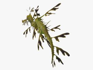 Leafy seadragon 3D Модель
