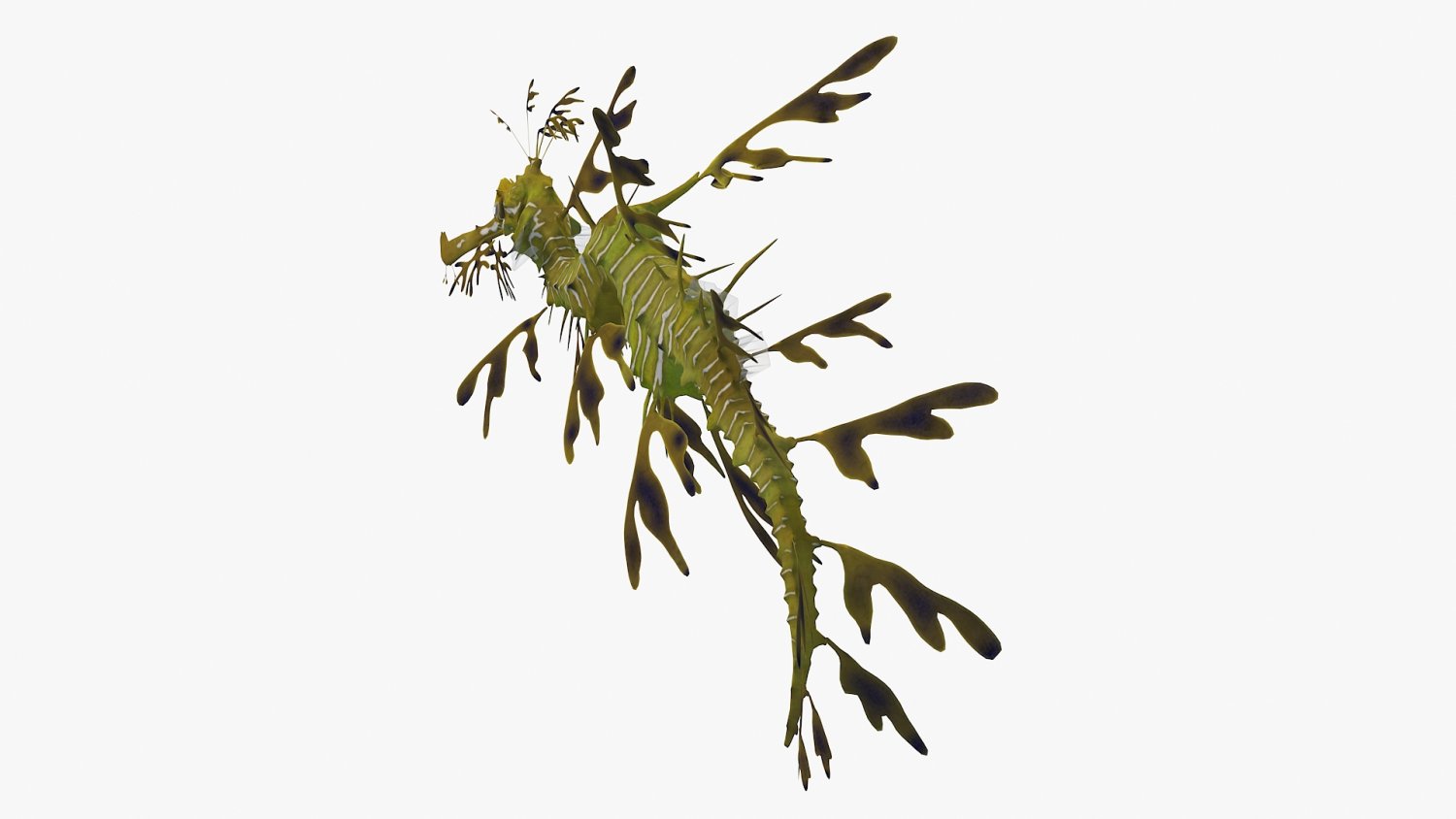 Seaweed dragon 3D Model $10 - .blend - Free3D