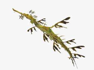 Leafy seadragon 3D Модель
