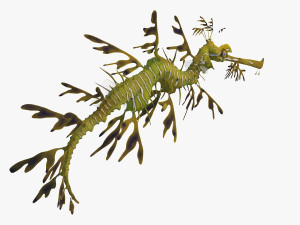 Leafy seadragon 3D Модель