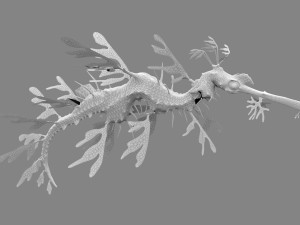 Leafy seadragon 3D Модель
