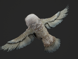 Animated owl Modello 3D