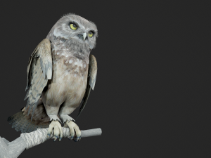 Animated owl Modello 3D
