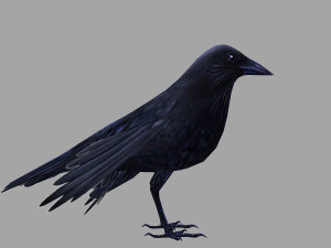 Animated low poly crow 3D 模型