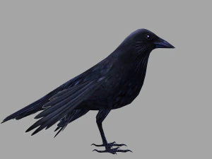 Animated low poly crow 3D Model