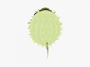 Animated pufferfish 3D Модель