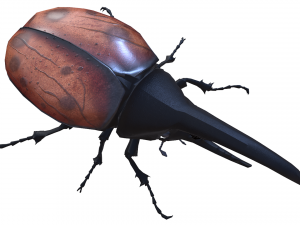 Beetle dynastes Modello 3D