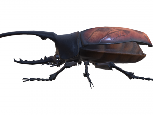 Beetle dynastes Modello 3D