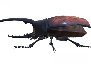 Beetle dynastes 3D Model