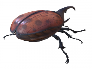 Beetle dynastes Modello 3D