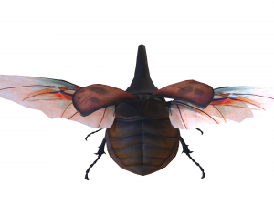 Beetle dynastes Modello 3D