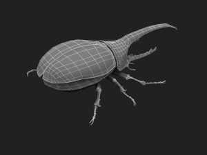 Beetle dynastes Modello 3D