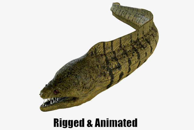 Aniamted Moray eel 3Dモデル .c4d .max .obj .3ds .fbx .stl .blend 