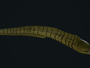 Aniamted Moray eel 3Dモデル
