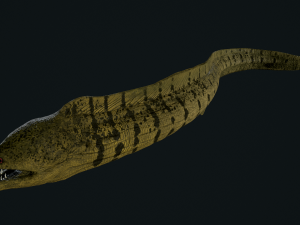 Aniamted Moray eel 3Dモデル