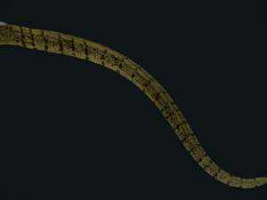Aniamted Moray eel 3Dモデル