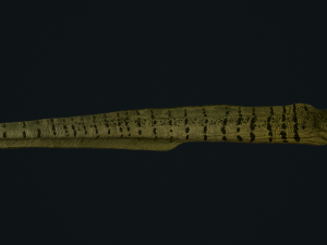 Aniamted Moray eel 3Dモデル