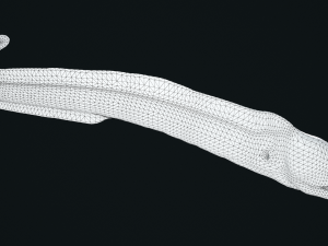 Aniamted Moray eel 3Dモデル