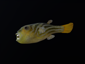 Animated pufferfish blowfish globefish Modelo 3D
