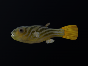 Animated pufferfish blowfish globefish Modelo 3D