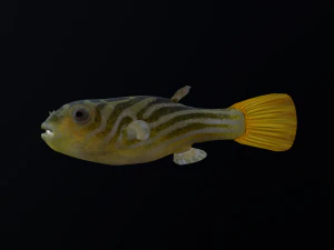 Animated pufferfish blowfish globefish 3D Model