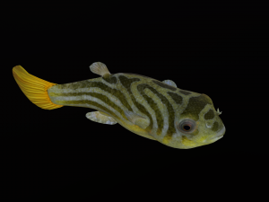 Animated pufferfish blowfish globefish Modelo 3D