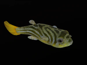 Animated pufferfish blowfish globefish 3D Model
