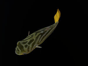 Animated pufferfish blowfish globefish Modelo 3D