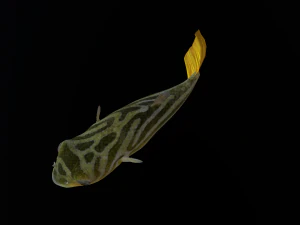 Animated pufferfish blowfish globefish 3D Model