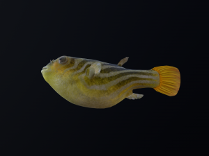 Animated pufferfish blowfish globefish Modelo 3D