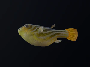 Animated pufferfish blowfish globefish 3D Model