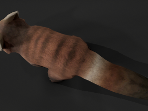 Aniamted red panda 3D Model