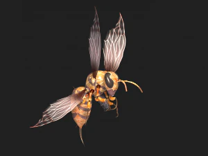 Animated bee 3D Model