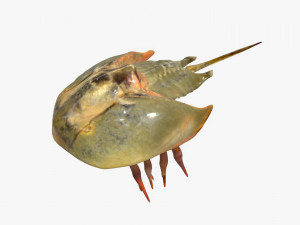 Horseshoe Crab Modèle 3D