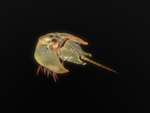 Horseshoe Crab 3D Model