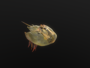 Horseshoe Crab 3D Model