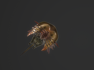 Horseshoe Crab 3D Model