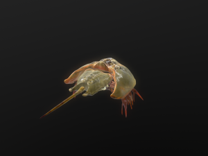 Horseshoe Crab 3D Model