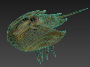Horseshoe Crab 3D Model