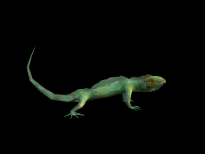 Low-poly animated lizard Model 3D
