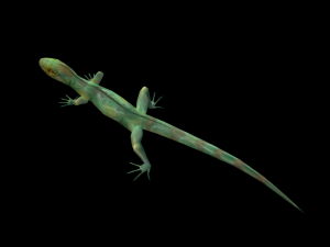 Low-poly animated lizard Model 3D