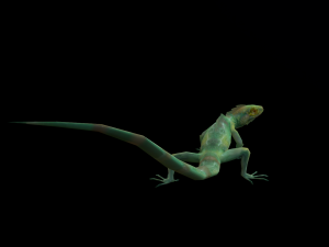 Low-poly animated lizard Model 3D