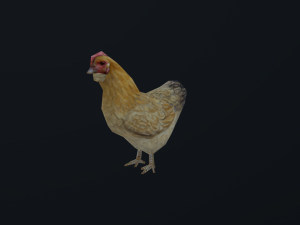 Low-poly animated chicken 3D Model
