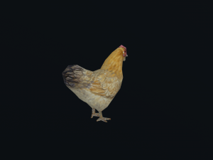 Low-poly animated chicken 3D Model